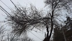 На Фучика ветка дерева висит на проводах. Фото