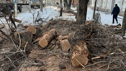 В «Бишкекзеленхоз» рассказали, зачем срубили деревья на Токтогула