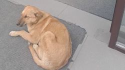У входа в магазин на Масалиева лежит собака, продавцы не могут прогнать. Фото