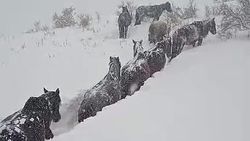 Лошади «утопают» в снегу. В Нарыне выпало много снега. Фото