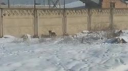 Жительница Ленинского района жалуется на бродячих собак. Видео
