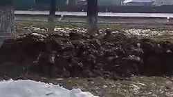 Куча свиного навоза в Новопавловке. Видео