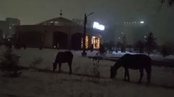 В парке имени Байтик Баатыра пасутся лошади. Видео