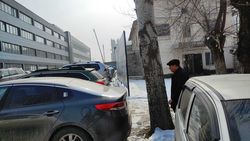 «Бишкекский штамповочный завод» убрал вывески, прибитые к деревьям, - мэрия