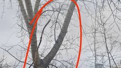 Горожанин просит провести обрезку деревьев во дворе дома на ул.Тыныстанова