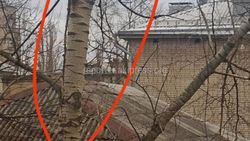 Жителям дома по Тыныстанова надо подать заявку, чтобы произвести обрезку деревьев