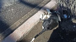 На Айтматова сбили собаку, она лежит в кустах. Фото