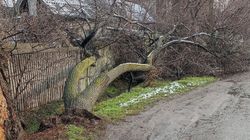 На ул.Курманалиева из-за снега упало дерево. Фото горожанина