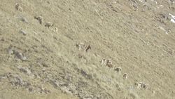 Стадо козерогов в природном парке «Хан-Тенири». Видео