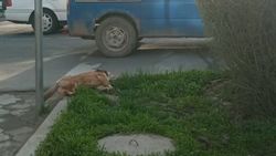 На Исанова на обочине лежит мёртвая собака. Фото