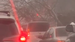 Горожанин снял на видео падение дерева на машины. Видео