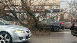 На Лермантова дерево упало на ехавшую машину