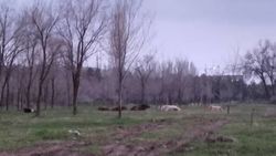 В парке на Южных воротах пасут коров. Видео горожанина