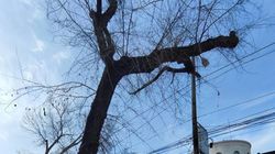 Почему при реконструкции тротуара по ул.Токтогула оставили обрубок дерева, - горожанин