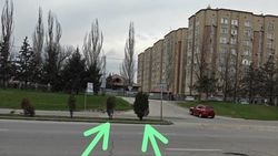 Горожанин просит пересадить два хвойных дерева на Валиханова, которые мешают обзору. Фото