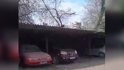 Горожанин просит спилить сухие деревья возле стоянки на Боконбаева. Видео