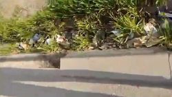 Жительница Первомайского района жалуется на мусор в арыке. Видео
