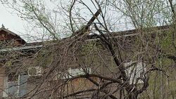 На Киевской на дереве висит сломанная ветка. Видео горожанки
