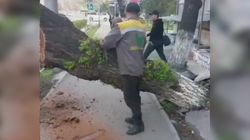 «Бишкекзеленстрой» убрал упавшее дерево на Жибек Жолу. Видео
