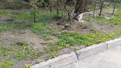 Законно ли возле дома на ул.Кольбаева спилили деревья? Видео горожанина