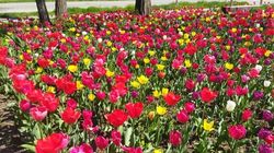Тюльпаны в парке имени Боталиева.Фото