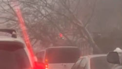 В «Бишкекзеленстрой» рассказали, почему дерево на Ахунбаева упало на машину