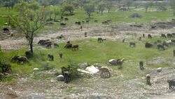 Муниципальная инспекция ищет чабана, который пас скот на «африканской саванне» в Бишкеке