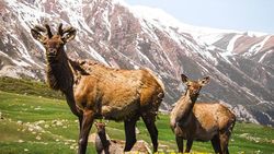 Краснокнижные маралы в заповеднике Беш-Таш в Таласе. Видео и фото