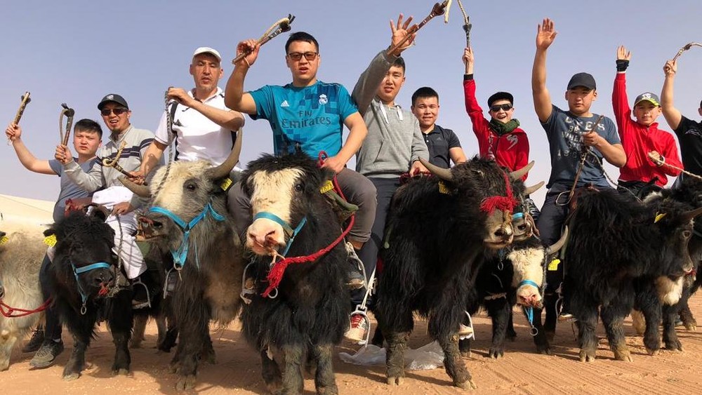 Кыргызстанские яки на этнофестивале в Саудовской Аравии
