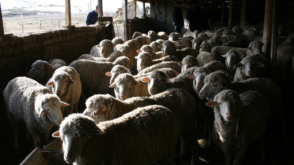 Овцы кыргызского горного мериноса