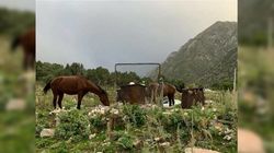 «Прости, Кыргызстан, что мы так относимся к тебе». Фото мусорных баков и лошадей на фоне прекрасной природы