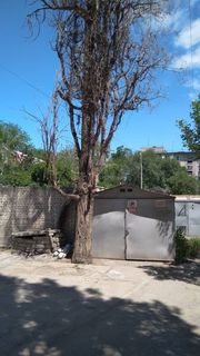 Житель столицы просит убрать засохшее дерево на участке ул.Московской (фото)
