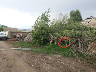 Фото — В селе Ат-Башинского района сильный ветер повалил деревья и повредил кровли домов