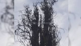 Жители улицы Патриса Лумумбы просят спилить аварийное дерево