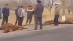 В Шамалды-Сае водитель на «Спринтере» сбил трех лошадей. Видео и фото