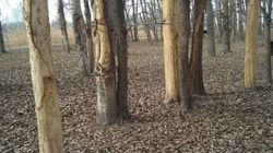 В районе Новопавловки лошади сгрызают деревья. Видео