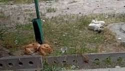 Бишкекчанка жалуется на бродячих собак на ул.Руставели. Фото