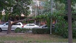 Дерево, упавшее на Эркиндик, не задело припаркованные машины. Фото мэрии