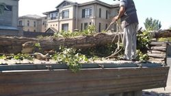«Бишкекзеленхоз» убрал упавшее дерево на Малдыбаева. Фото