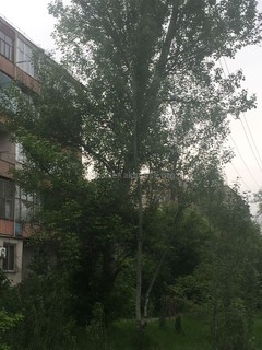 Дерево на ул.Коенкозова напротив парка может упасть при ветре (фото)