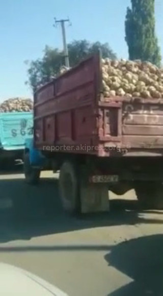 В Кантском свеклопункте очередь из грузовых авто выстроилась до трассы Бишкек-Нарын-Торугарт <i>(видео)</i>