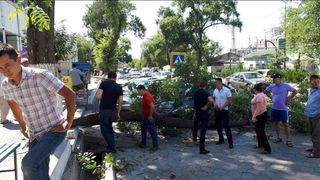 На улице Л.Толстого в Бишкеке дерево упало на машину <b><i>(фото, видео)</i></b>