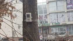 В 8 мкр электрический счетчик установлен на дереве, - бишкекчанин (фото)