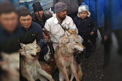 В Алайском районе жители села Тогуз-булак застрелили двух волков <i>(видео)</i>