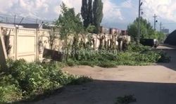 В Бишкеке на восточной стороне рынка «Дордой» вырубают деревья (видео)