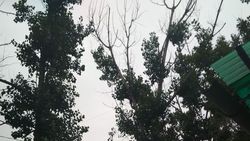 На ул.Кольбаева №30/2 деревья возле дома, могут упасть (фото)
