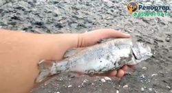 После сброса воды на третьем Ала-Арчинском водохранилище погибла большая часть рыбы, - очевидец <i>(видео)</i>
