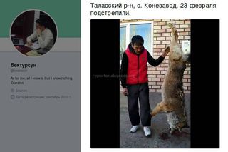 В Таласе убили крупного волка <i>(видео)</i>