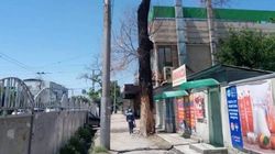 Почему не убирают аварийные деревья в Бишкеке? - горожанин. Фото
