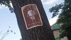 К деревьям прибили рекламные листовки пивного бара, - очевидец. Фото